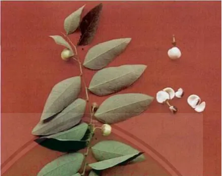 Gambar 2.2 Daun, bunga, dan biji tanaman katuk (Rukmana, 2003). 