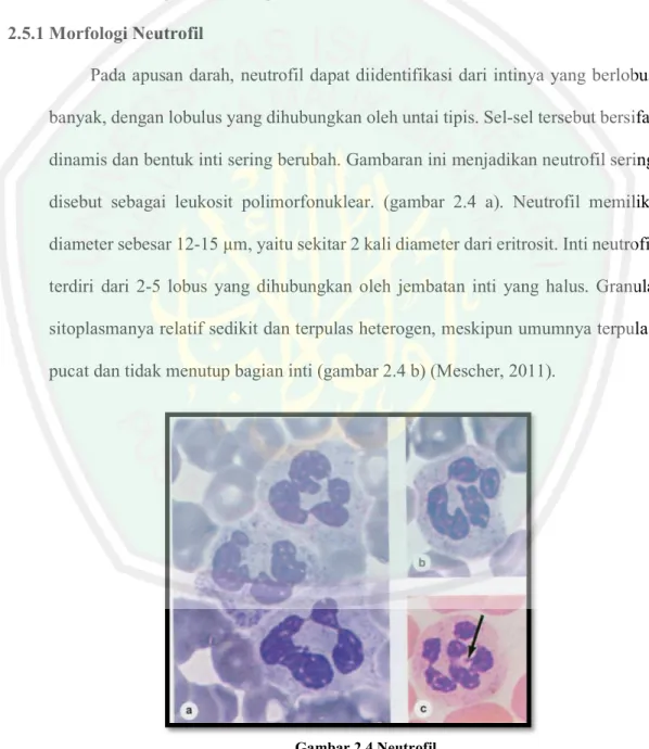 Gambar 2.4 Neutrofil  (Mescher, 2011) 