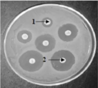 Gambar 1  Contoh Mueller Hinton media agar dengan  disk sensitivitas antibiotik yang menunjukkan oksasilin  resisten(disk indikator panah '1') dan amoksisilin sensitif 