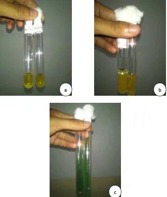 Gambar 4. Analisis Bakteri Aeromonas hydrophilla, a) Positif Manitol dan Sorbitol, b) O/F positif Oksidatif dan Fermentatif dan c) Negatif Citrat 