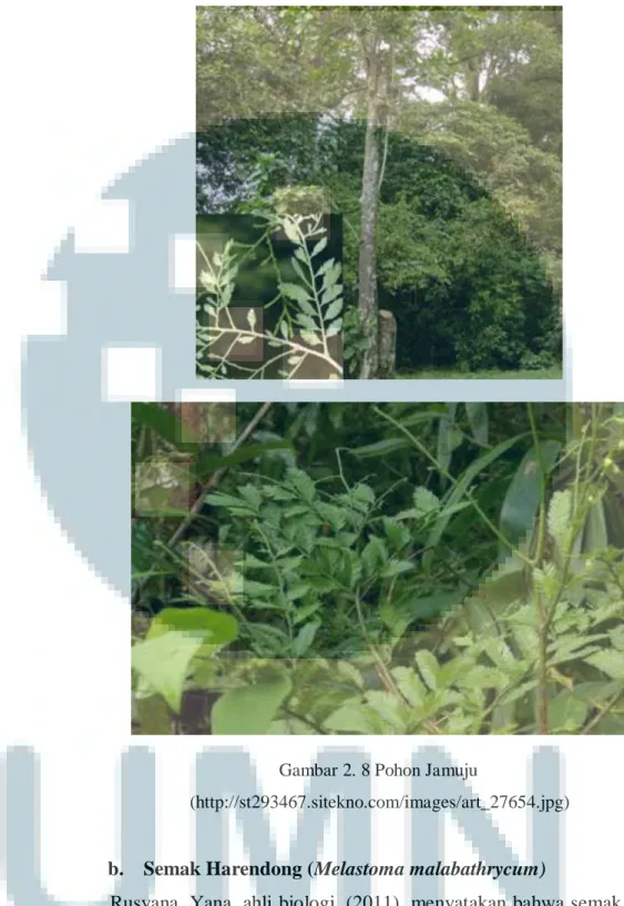 Gambar 2. 8 Pohon Jamuju 