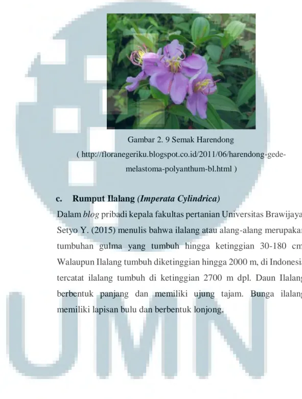 Gambar 2. 9 Semak Harendong 