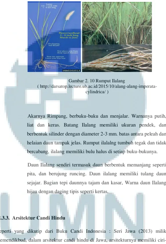 Gambar 2. 10 Rumput Ilalang 