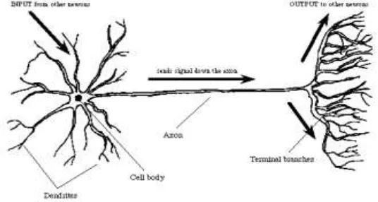 Gambar 2.8 Model Neuron [7] 