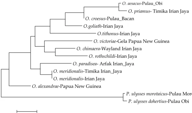 Gambar 1. Pohon Filogenetik Ornithoptera spp. Berdasarkan gen Nd5 Mitokondria 