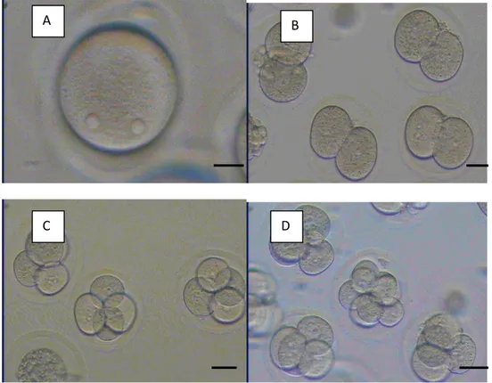 Gambar 2. Perkembangan Embrio Parthenogenetik. 