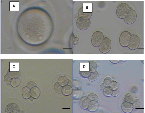 Gambar 2. Perkembangan Embrio Parthenogenetik. 