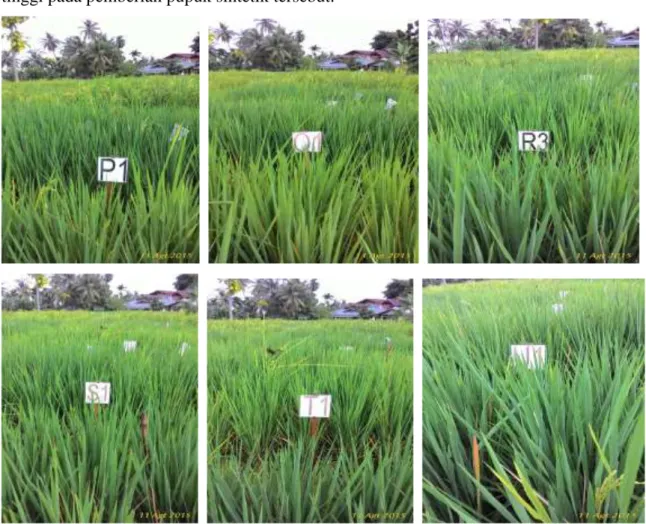 Gambar 2. Perbandingan pertumbuhan tanaman padi dengan penambahan unsur mikro Mn dan                    Zn ke POTP  umur 74 HST 