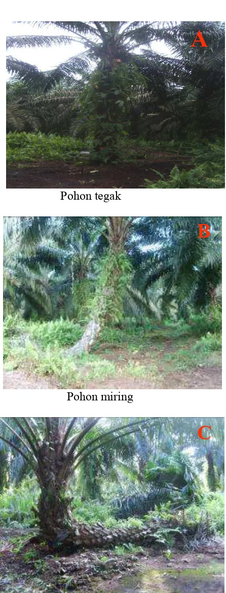 Gambar 3.  Pohon kelapa sawit  tegak (A), miring(B) dan tumbang(C) 