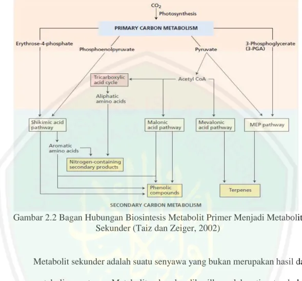 Gambar 2.2 Bagan Hubungan Biosintesis Metabolit Primer Menjadi Metabolit  Sekunder (Taiz dan Zeiger, 2002) 