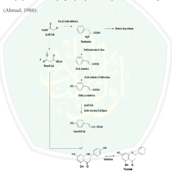 Gambar 2.6 Biosintesis Flavonoid 