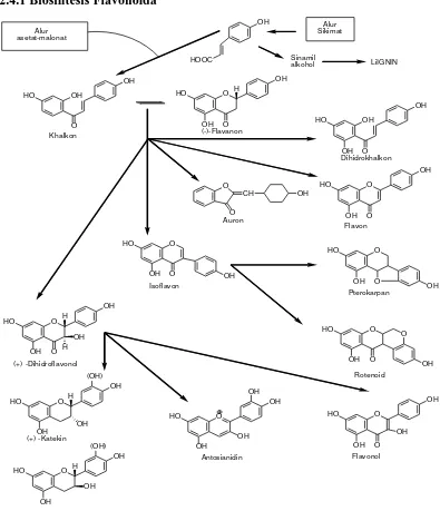 Gambar 2.1Biosintesa hubungan antara jenis monomer flavonoida dari alur  