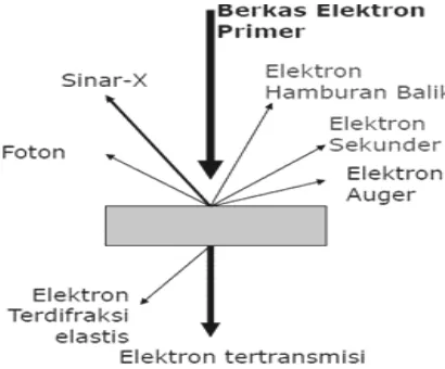 Gambar 2.4. Sinyal-Sinyal dalam SEM 