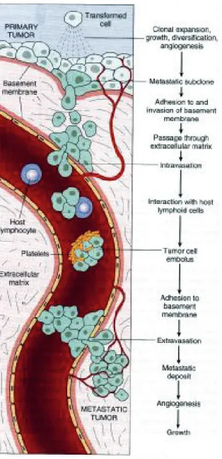 Gambar 4.1  Metastasis sel kanker (Kumar, Cotran, and  Robbins, 2003).