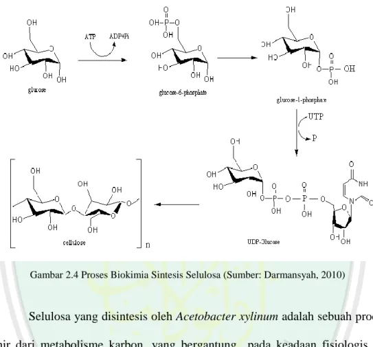 Gambar 2.4 Proses Biokimia Sintesis Selulosa (Sumber: Darmansyah, 2010) 