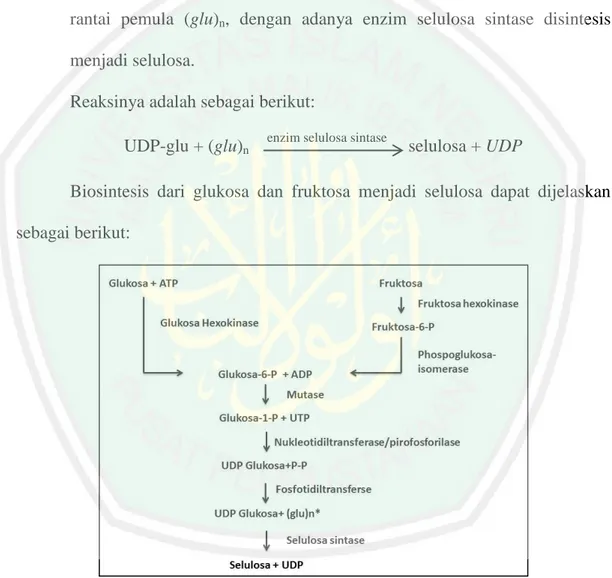 Gambar 2.5 Skema Biosintesis Selulosa (Martoharsono, 1997)  2.6 Kecambah Kacang Hijau (Phaseolus radiatus) 