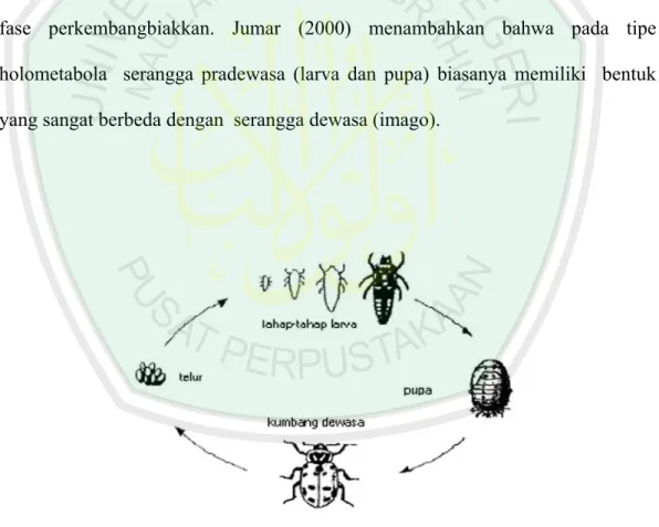 Gambar 2. Daur hidup serangga Holometabola (Tarumingkeng, 1994). 