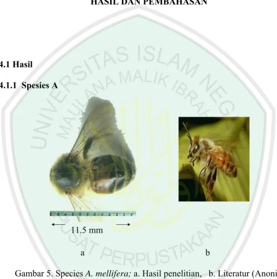 Gambar 5. Species A. mellifera; a. Hasil penelitian,   b. Literatur (Anonim,  2008). 