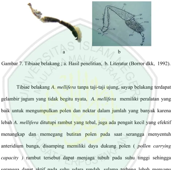 Gambar 6. Kerangka sayap A. mellifera ; a. Hasil penelitian,   b. Literatur (Borror  dkk,   1992)