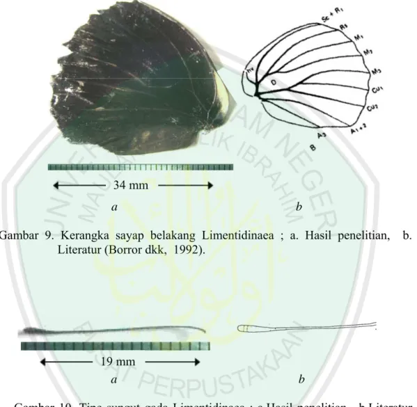 Gambar 9. Kerangka sayap belakang Limentidinaea ; a. Hasil penelitian,  b. 