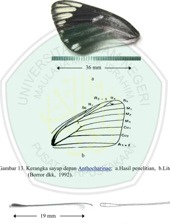 Gambar 12. Kerangka sayap belakang  Anthocharinae; a.Hasil penelitian,   b.Literatur  (Borror dkk,  1992)