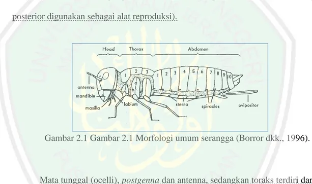 Gambar 2.1 Gambar 2.1 Morfologi umum serangga (Borror dkk., 1996). 