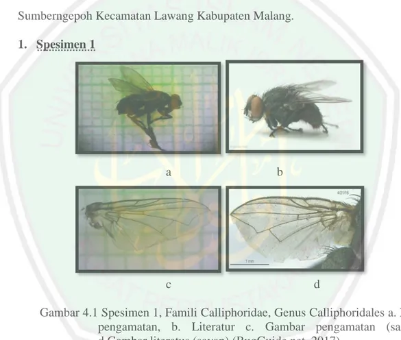 Gambar 4.1 Spesimen 1, Famili Calliphoridae, Genus Calliphoridales a. Hasil  pengamatan,  b