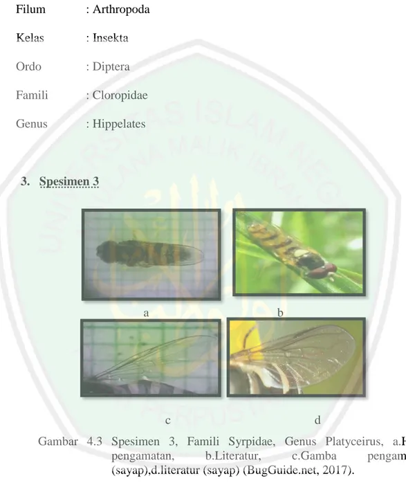 Gambar  4.3  Spesimen  3,  Famili  Syrpidae,  Genus  Platyceirus,  a.Hasil  pengamatan,  b.Literatur,  c.Gamba  pengamatan  (sayap),d.literatur (sayap) (BugGuide.net, 2017)