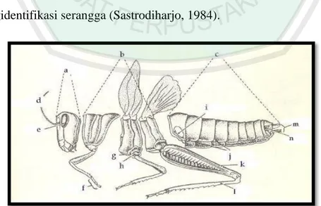 Gambar  2.1.  Morfologi  umum  serangga,  dicontohkan  dengan  belalang  (Orthoptera)  (a)  kepala,  (b)  toraks,  (c)  abdomen,  (d)  antena,  (e) 