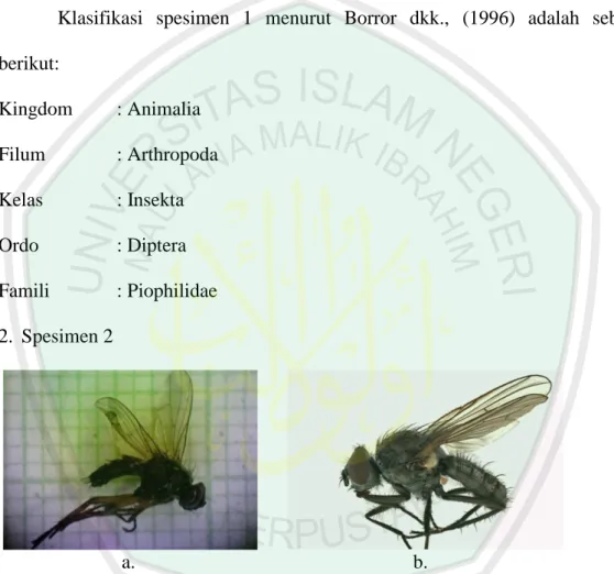 Gambar  4.2  Spesimen  2  Famili  Anthomyiidae,  a.  Hasil  pengamatan,  b.  Literatur  (BugGuide.net, 2016)