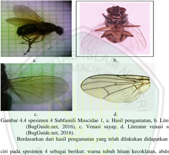 Gambar 4.4 spesimen 4 Subfamili Muscidae 1, a. Hasil pengamatan, b.  Literatur   (BugGuide.net,  2016),  c