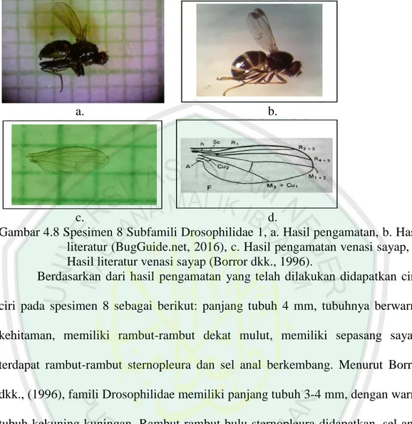 Gambar 4.8 Spesimen 8 Subfamili Drosophilidae 1, a. Hasil pengamatan, b. Hasil  literatur (BugGuide.net, 2016), c