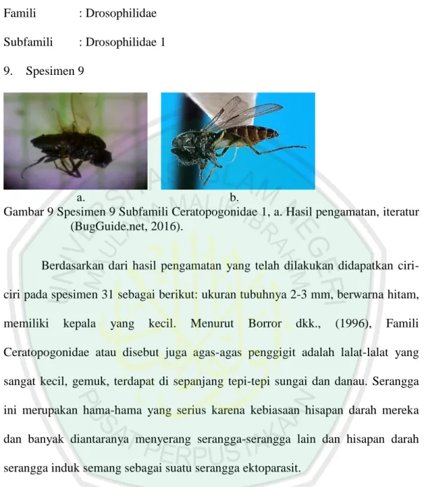 Gambar 9 Spesimen 9 Subfamili Ceratopogonidae 1, a. Hasil pengamatan, iteratur  (BugGuide.net, 2016)
