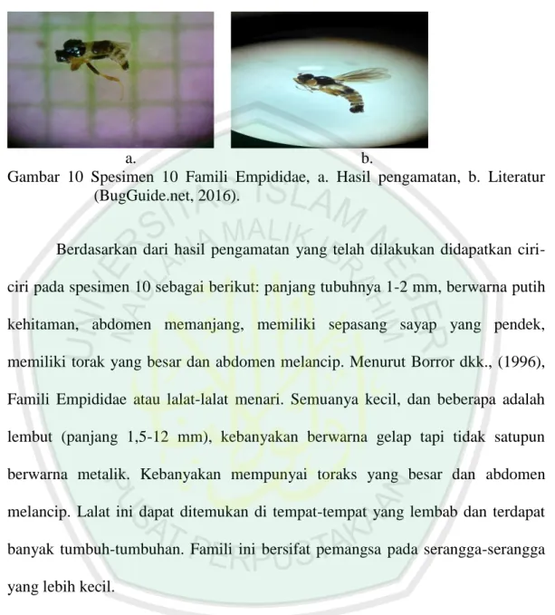 Gambar  10  Spesimen  10  Famili  Empididae,  a.  Hasil  pengamatan,  b.  Literatur  (BugGuide.net, 2016)