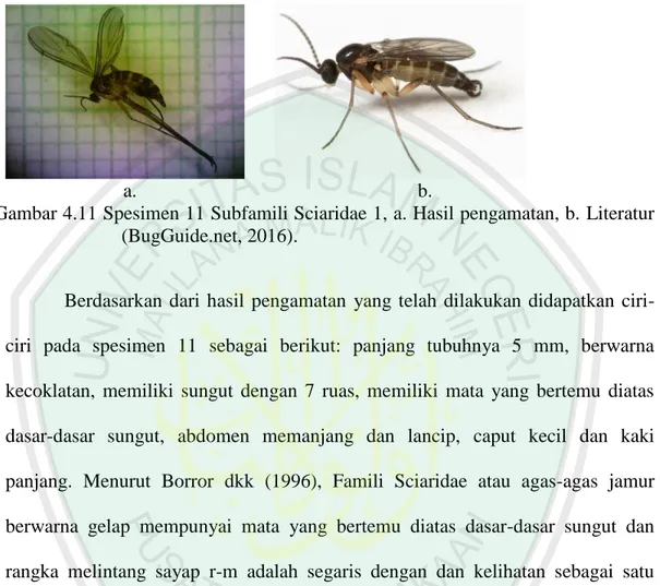 Gambar 4.11 Spesimen 11 Subfamili Sciaridae 1, a. Hasil pengamatan, b. Literatur  (BugGuide.net, 2016)