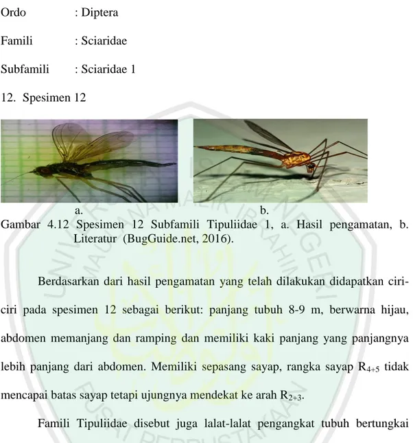 Gambar  4.12  Spesimen  12  Subfamili  Tipuliidae  1,  a.  Hasil  pengamatan,  b. 