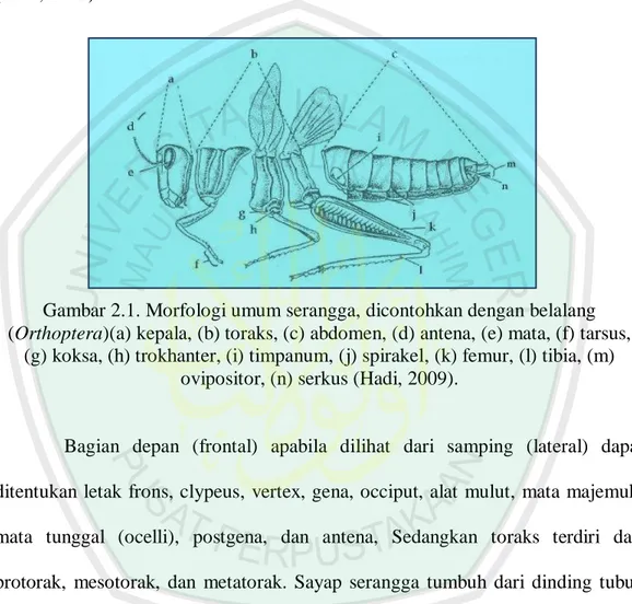 Gambar 2.1. Morfologi umum serangga, dicontohkan dengan belalang  (Orthoptera)(a) kepala, (b) toraks, (c) abdomen, (d) antena, (e) mata, (f) tarsus, 