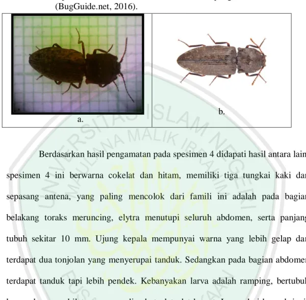 Gambar  4.4  Spesimen  4  Famili  Elateridae,  a.  Hasil  pengamatan,  b.  Literatur  (BugGuide.net, 2016)