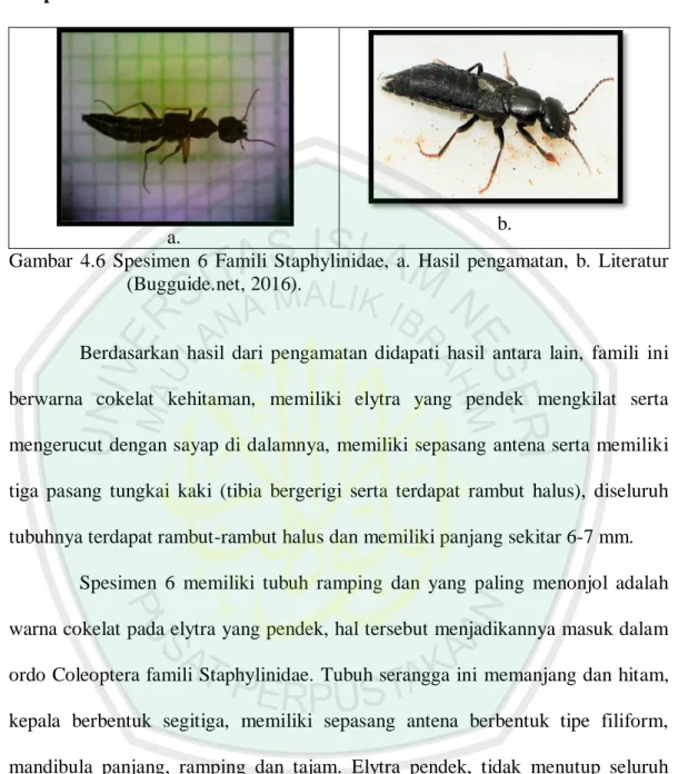 Gambar  4.6  Spesimen  6  Famili  Staphylinidae,  a.  Hasil  pengamatan,  b.  Literatur  (Bugguide.net, 2016)