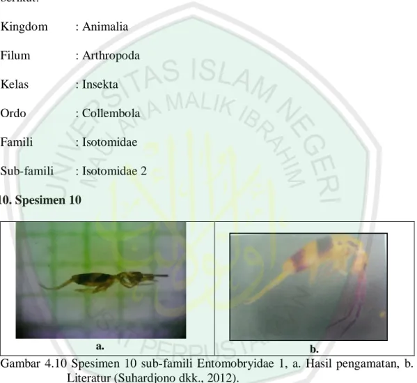 Gambar  4.10  Spesimen  10  sub-famili  Entomobryidae  1,  a.  Hasil  pengamatan,  b. 