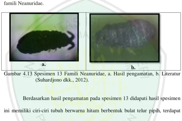Gambar  4.13  Spesimen  13  Famili  Neanuridae,  a.  Hasil  pengamatan,  b.  Literatur  (Suhardjono dkk., 2012)