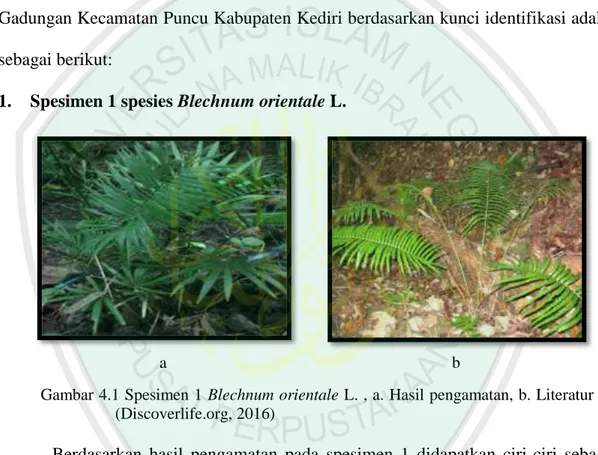 Gambar 4.1 Spesimen 1 Blechnum orientale L. , a. Hasil pengamatan, b. Literatur  (Discoverlife.org, 2016) 