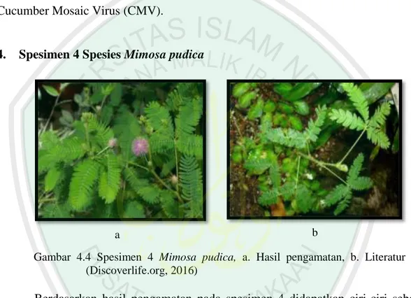 Gambar  4.4  Spesimen  4  Mimosa  pudica,  a.  Hasil  pengamatan,  b.  Literatur  (Discoverlife.org, 2016)