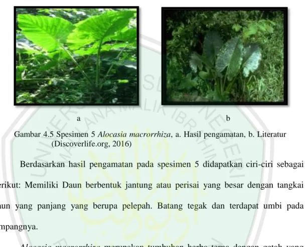 Gambar 4.5 Spesimen 5 Alocasia macrorrhiza, a. Hasil pengamatan, b. Literatur  (Discoverlife.org, 2016) 