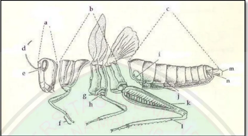 Gambar 2.1. Morfologi umum serangga, dicontohkan dengan belalang  (Orthoptera) (a) kepala, (b) toraks, (c) abdomen, (d) antena, (e) mata, (f) tarsus, 