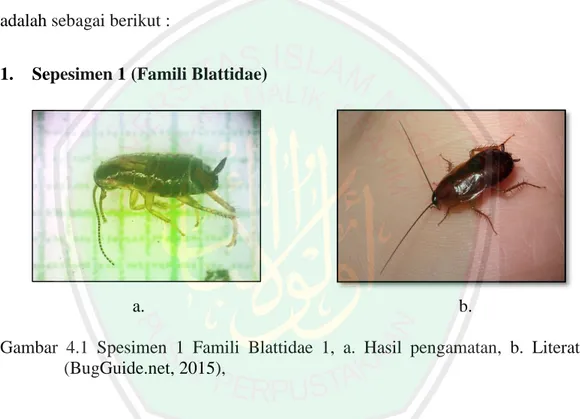 Gambar  4.1  Spesimen  1  Famili  Blattidae  1,  a.  Hasil  pengamatan,  b.  Literatur  (BugGuide.net, 2015),  