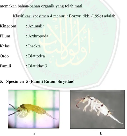 Gambar 4.5 Spesimen 5 Famili  Entomobryidae1, a. Hasil pengamatan  b. Literatur  (BugGuide.net, 2015)