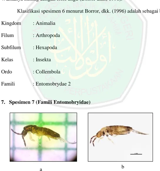 Gambar 4.7 Spesimen 7 Famili Entomobryidae 3, a. Hasil pengamatan  b. Literatur  (BugGuide.net, 2015)