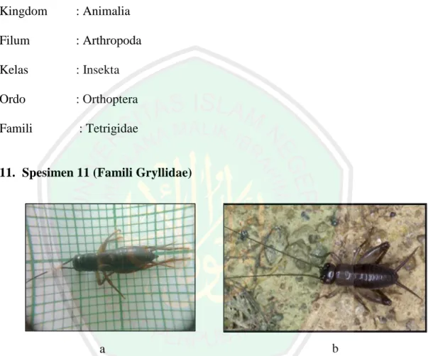 Gambar  4.11  Spesimen  11  Famili  Gryllidae  1,  a.  Hasil  penelitian,  b.  Literatur  (BugGuide.net, 2015) 