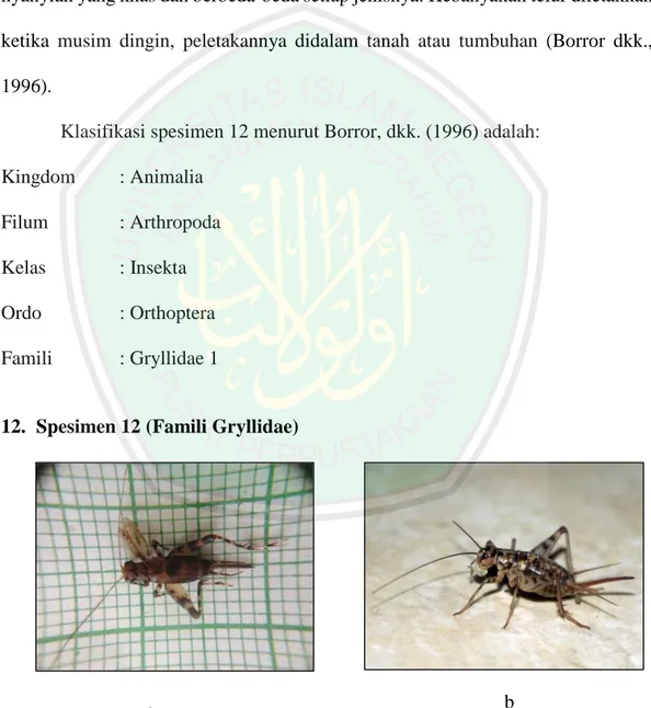 Gambar  4.12  Spesimen  12  Famili  Gryllidae  2,  a.  Hasil  pengmatan,  b.  Literatur  (BugGuide.net, 2015)